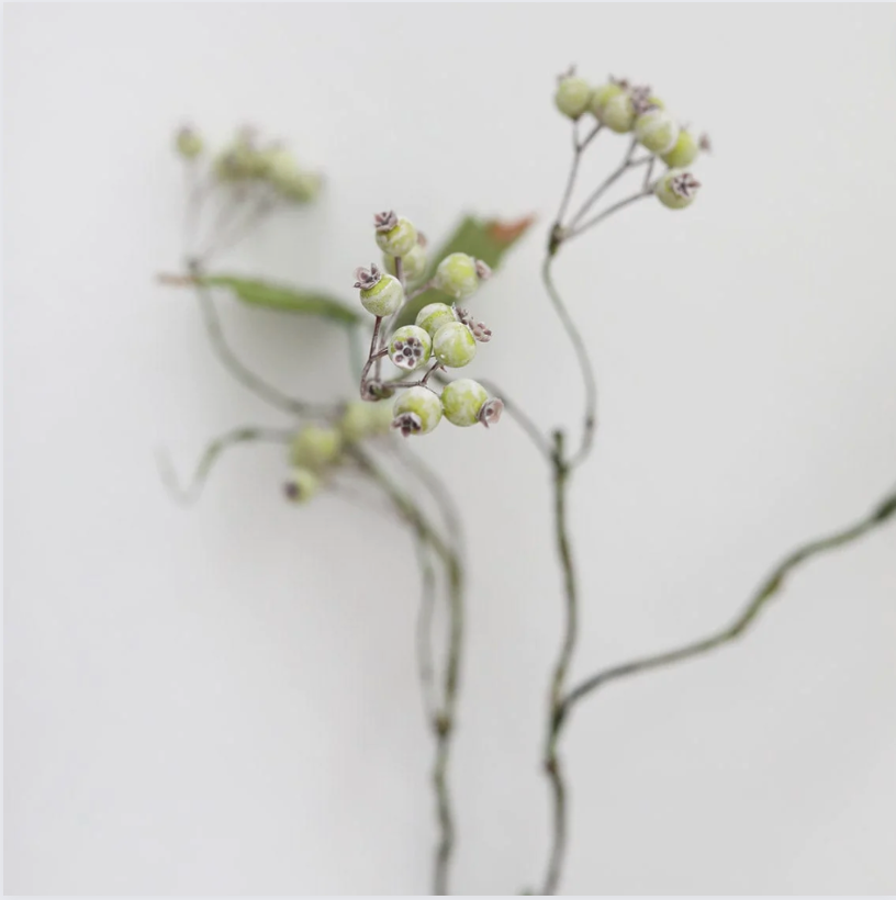 Weathered Grapevine Berry Branch