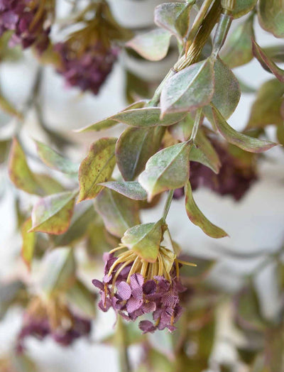 Late Bloomer Draping Vine Plum