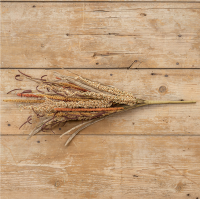 Foxtail Bush